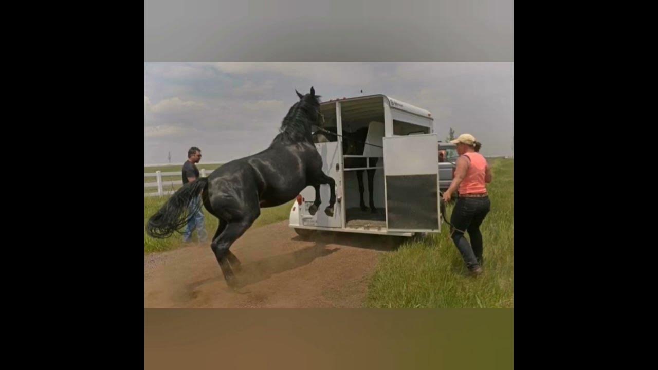 Why does my horse.... HATE GETTING INTO THE TRAILER? YouTube