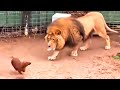 Ils ont mis le Chien dans la Cage avec le Lion, C’est qui s’est Passé a Surpris Tout le Monde