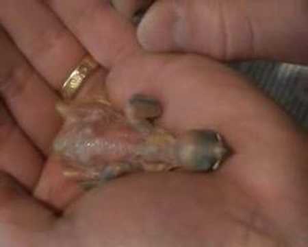 New born bird