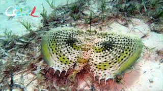 Diving at Mnemba Atoll with Cool Zanzibar HD 720p