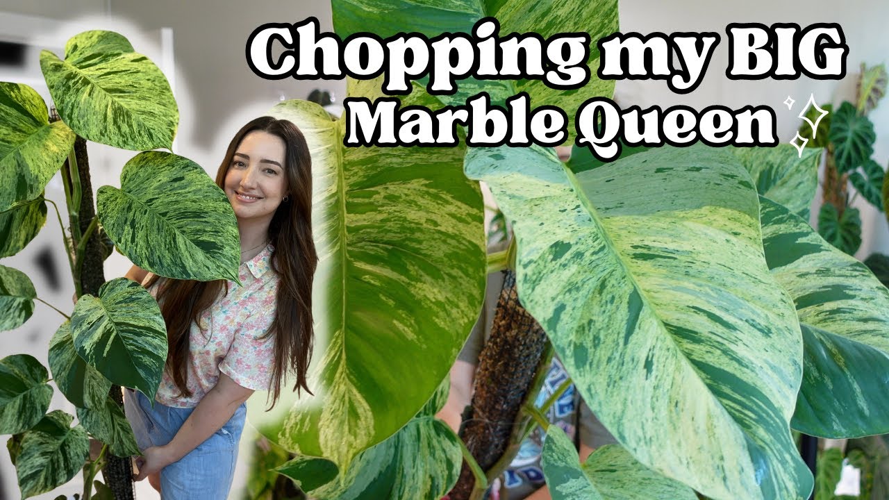 Chopping my HUGE Marble Queen Pothos!! 😱