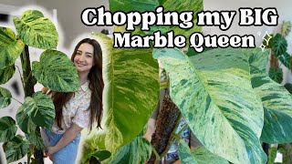 Chopping my HUGE Marble Queen Pothos!! 😱