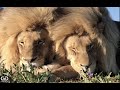 Lion snooze