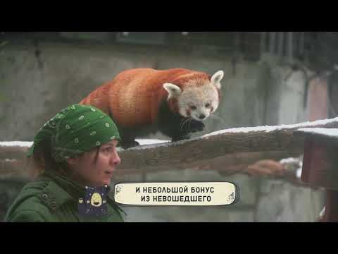 Вольер красных панд глазами панды  🐈🔥