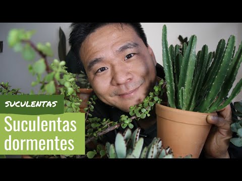 Vídeo: Manter as plantas durante o inverno - Como hibernar uma planta