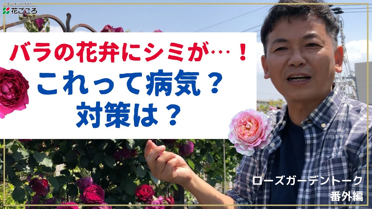 バラの花弁のシミは病気なの 原因と対策 Youtube