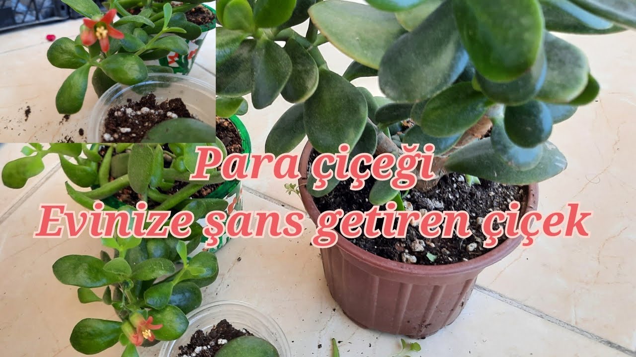 Crassula Ovata, para çiçeği çoğaltımı, para çiçeği bakımı, şans getiren çiçek, yapraktan çoğaltım.