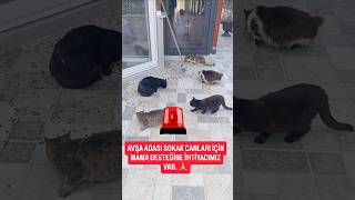 Urgent Food Support Needed For Avşa Island Strays