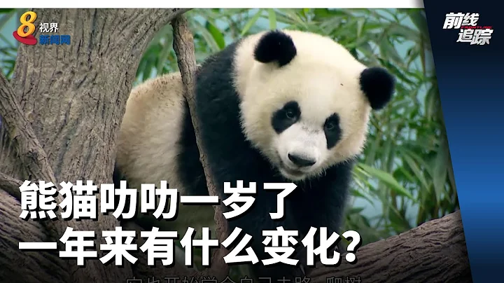熊貓叻叻一歲了 一年來有什麼變化？ - 天天要聞