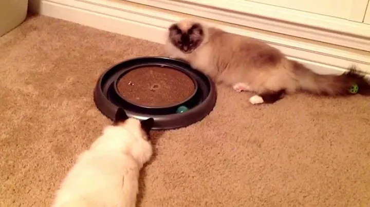 Watch the video about 1/2 year old Birman Blue Tabby playing with 5 month old Birman Seal Point