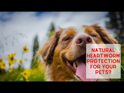 Video: Aprill on Heartworm Awareness Month!