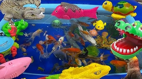 Động Vật Dễ Thương,Cá Mập,Cá Heo,Cá Chép,Cá Koi,Cá Đuối,Cua,Tôm,Ghẹ,Chim,Bọ Ngựa,Chuồn Chuồn,Animas