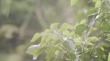سورة الملك مع صوت المطر 🌧 | غيث