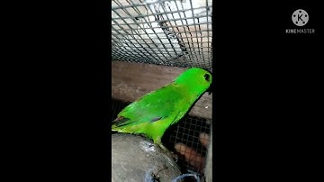 Perkembangan burung serindit di Glodok kecil bertelur juga
