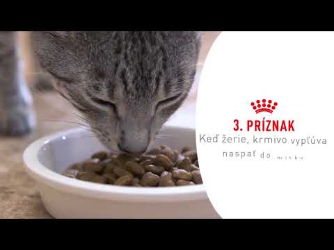 Video: Život S Mačkou S Ochorením Obličiek