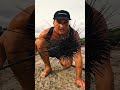 GIANT Deadly Sea Urchin Catch and Cook