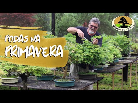 Vídeo: Fotos de poda de árvores na primavera para iniciantes