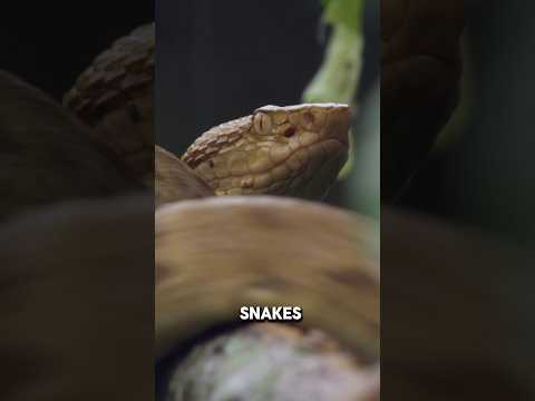 Snake 🍆 Mean Double Trouble 🐍  The Strange World of Reptile G*enitalia 🐊😱