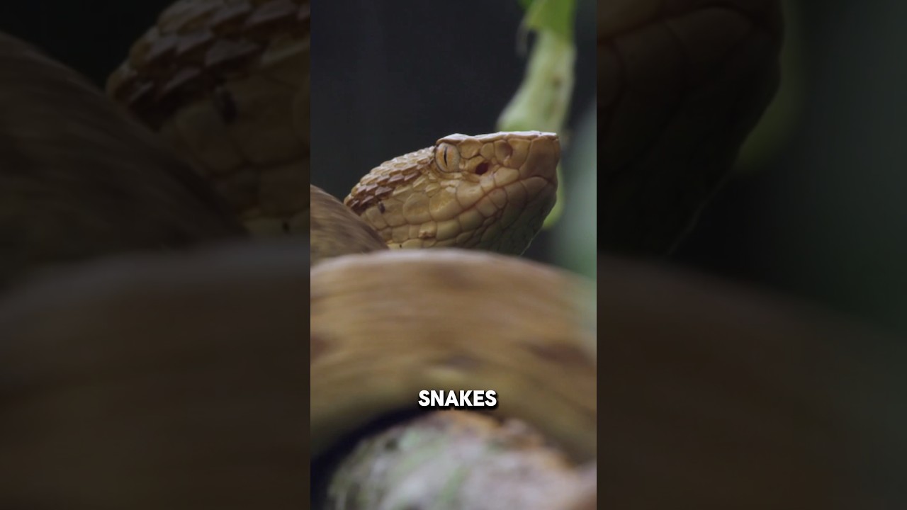 Snake 🍆 Mean Double Trouble 🐍  The Strange World of Reptile G*enitalia 🐊😱