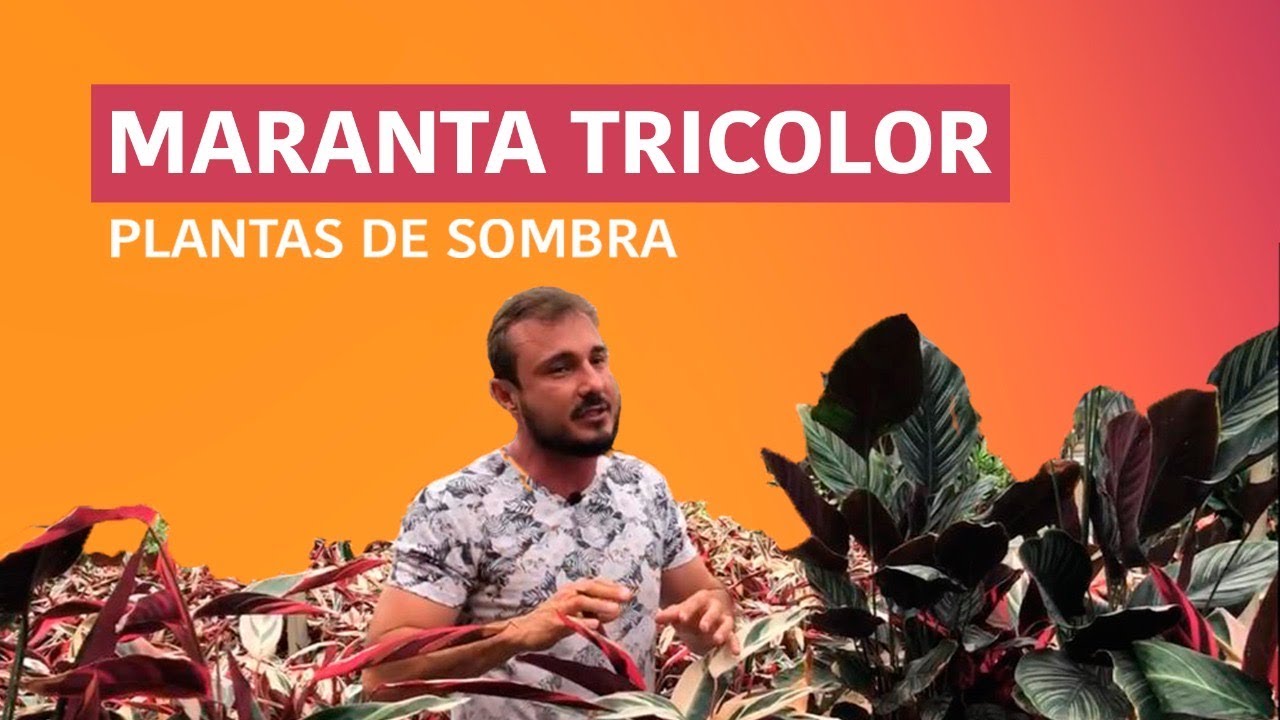 Conheça a Maranta Tricolor 🇳🇱- História, Cuidados e Curiosidades