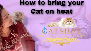 How to bring your adult cat on heat | cat care |persian cat cattery |persian cat in mumbai | #cat