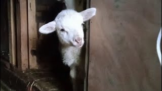 Sheep Farming For Beginners /Kashmiri sheep farming 9622730740 #merinoSheeps