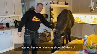 GUY HAS MOOSE AS A PET by Relax With Snacks 4,064 views 1 year ago 1 minute, 1 second