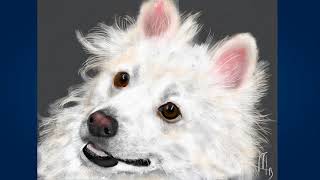 Американский эскимосский шпиц (American eskimo dog) Американский эскимосский шпиц (American eskimo dog)