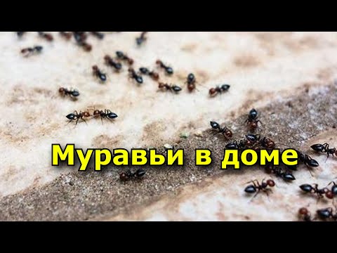 Муравьи в доме. Приметы.