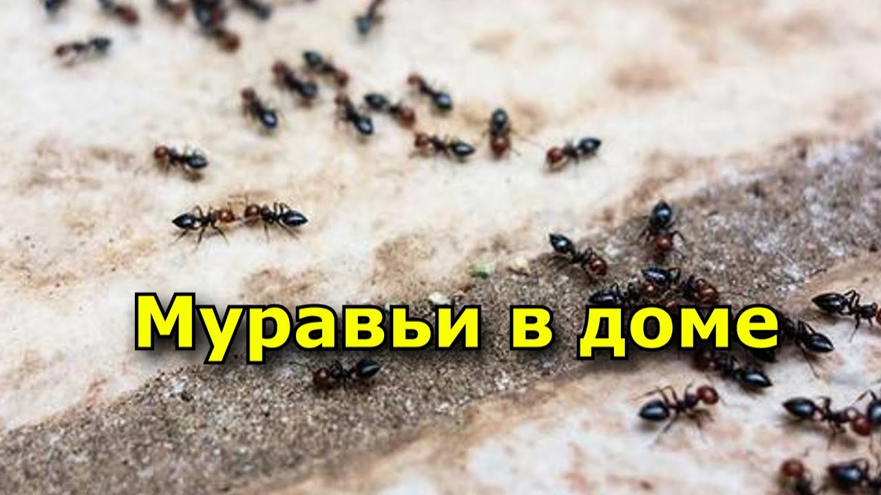 Сонник муравьи много. Приметы про муравьев. Муравьи в доме примета. Нашествие муравьев в доме примета. Муравьи в доме примета к чему.