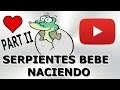 SERPIENTES BEBE NACIENDO (PARTE 2) .