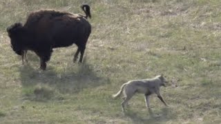 Buffalo ve yavru ya kurt saldırdı