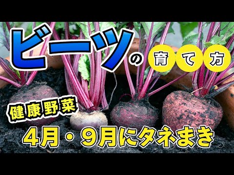 #4.ビーツの育て方【家庭菜園】タネまき〜収穫【調理例】