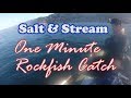 ONE MINUTE ROCKFISH CATCH!