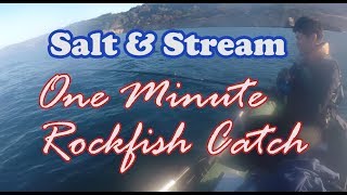 ONE MINUTE ROCKFISH CATCH!