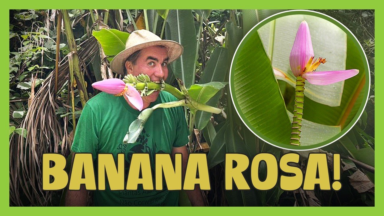 DESCUBRA A BANANA-ROSA: A BANANEIRA-ORNAMENTAL QUE TAMBÉM É ALIMENTO!