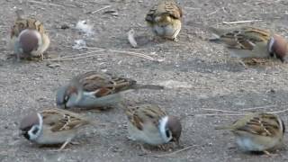 Воробьи полевой и домовой (Passer montanus et P. domesticus) Воробьи полевой и домовой (Passer montanus et P. domesticus)