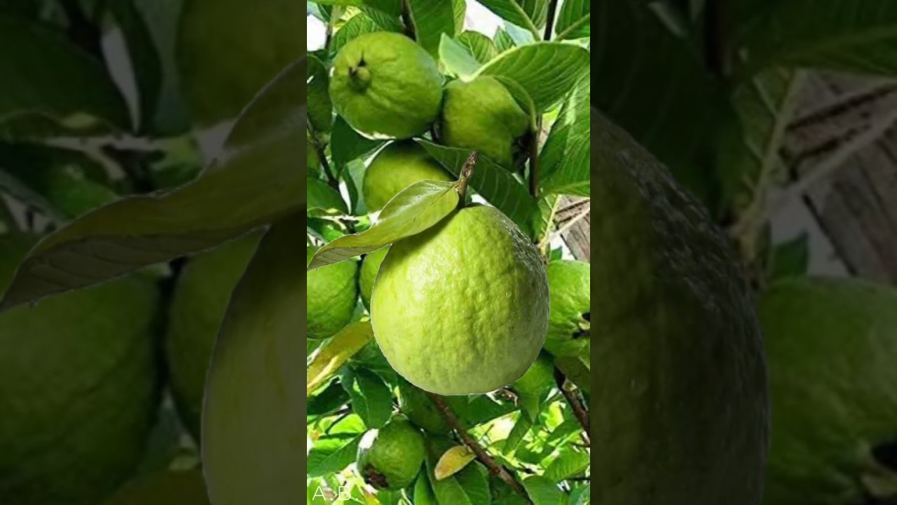 Where My Pet Came From? | Part 85 | Guava 🌱