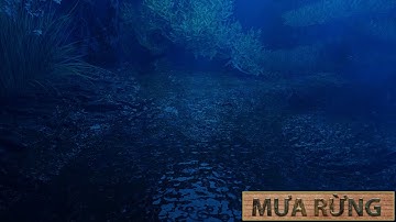 Tiếng Mưa Rơi Xuống Dòng Suối Đầy Rong Rêu Ẩm Uớt Trong Rừng Đầm Lầy, Rain Sounds For Sleeping