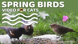 Bird Video For Cats - Spring Birds! Entertainment Video For Cats To Watch | Cat Tv.