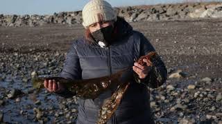 Seaweed Mania! Learn to Forage for Seaweed in New Hampshire