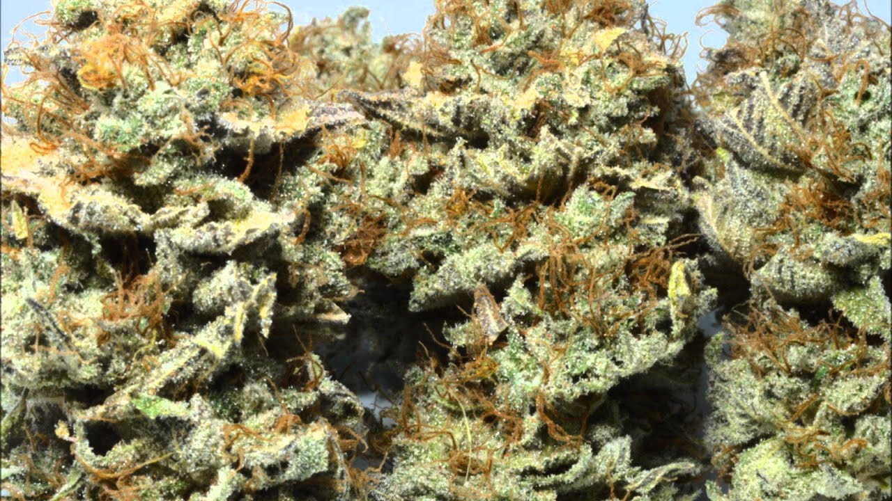 KushBerry Peak Seeds BC