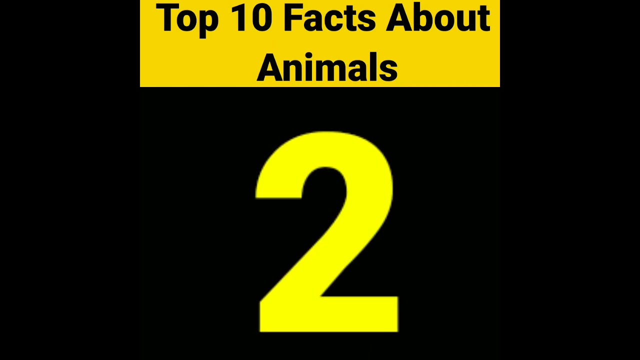 Top 10 interesting Facts about animals 👍 facts shorts YouTube