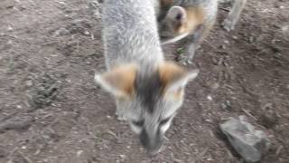 Farmer's Inn Gray Fox Pups