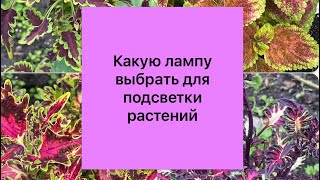 видео: Какую лампу выбрать для подсветки растений картинка: Какую лампу выбрать для подсветки растений
