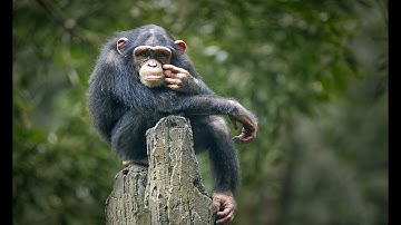 rogue lineage toxic exploiter