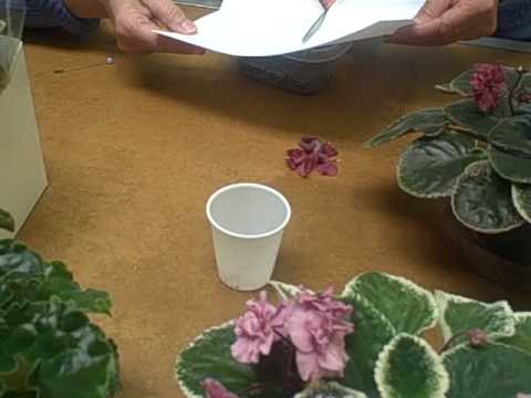 Video: Mattiola (44 Bilder): Planting Og Omsorg For Flerårig Levkoy Og Nattfioler I Det åpne Feltet I Et Blomsterbed