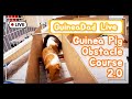 GuineaDad Live: DIY Guinea Pig Obstacle Course 2.0