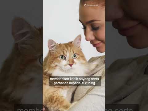 Video: 3 Cara Mencari Penjaga Kucing Profesional