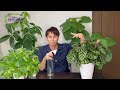 【カンタンこれでOK！】観葉植物の葉を元気に綺麗に保つ方法